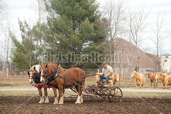 Farmer working a team of Belgian Draft Horses