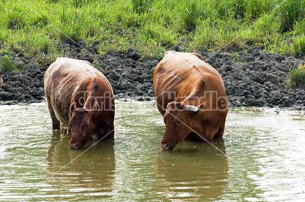 Beef cattle standing in pond drinking water