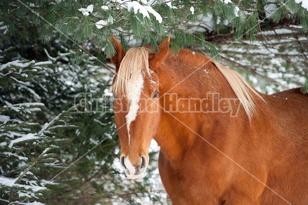 Horse standing in snow under trees. 