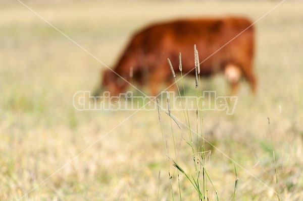 Beef Cow Grazing