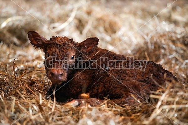 Newborn Beef Calf