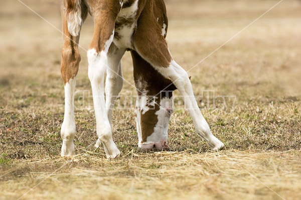 Young Paint foal