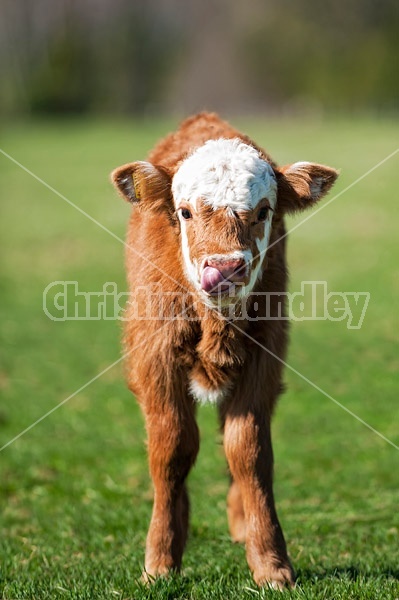 Young Hereford calf