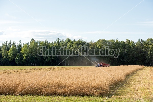 Farmer combining oats with a tractor and pull behind combine