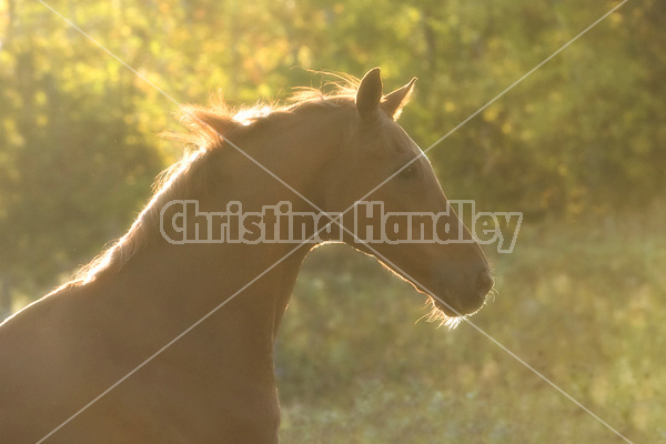 Protrait of Thoroughbred horse