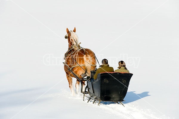 Single Horse Sleigh Ride