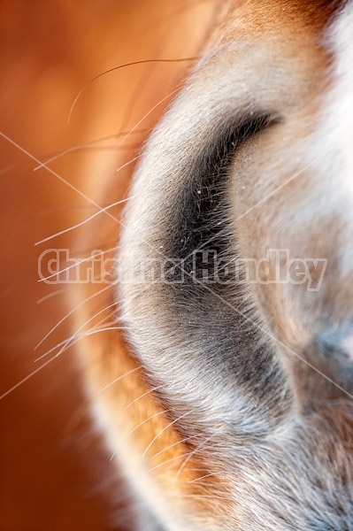 Close-up photo of horse nostril