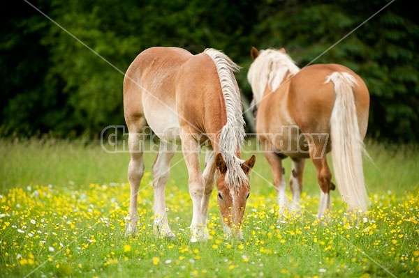 Two Belgian horses grazing on summer pasture
