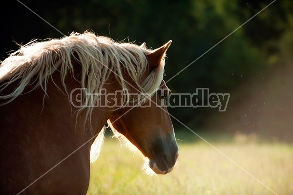 Belgian draft horse standing in beautiful evening light