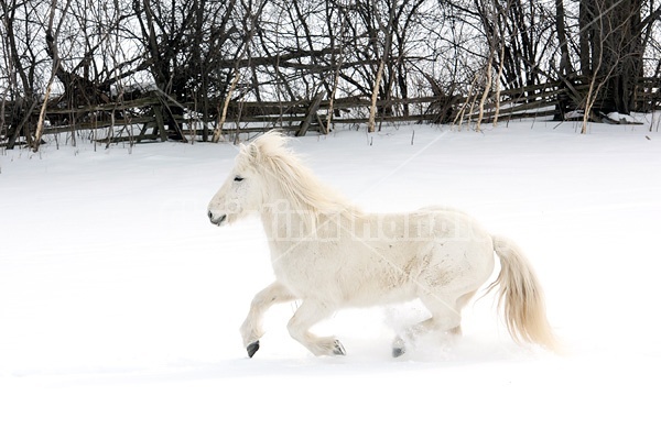 White Icelandic horse in deep snow