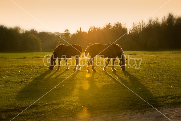 Two Belgian draft horses