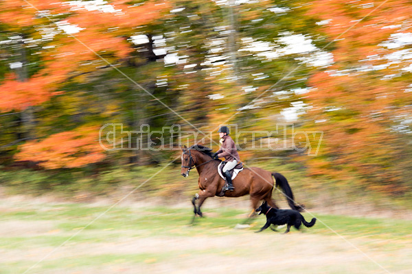 Woman riding bay horse in the fall colors