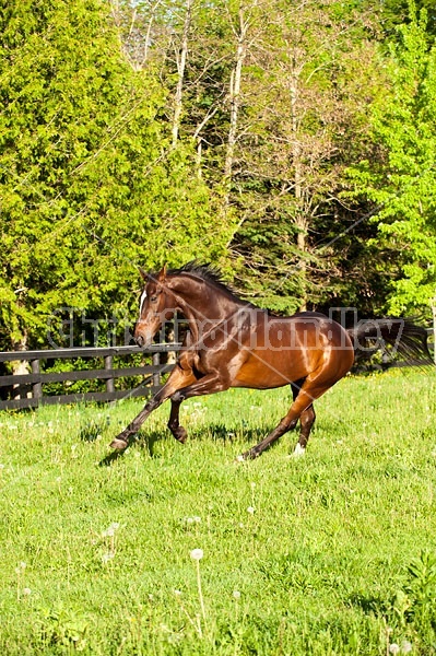 Thoroughbred gelding running around field