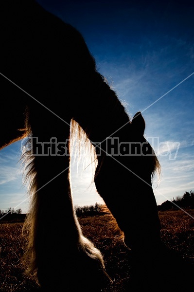 Grazing horse in evening light