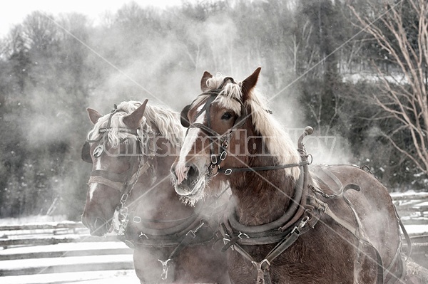 Two Belgian draft horses in harness