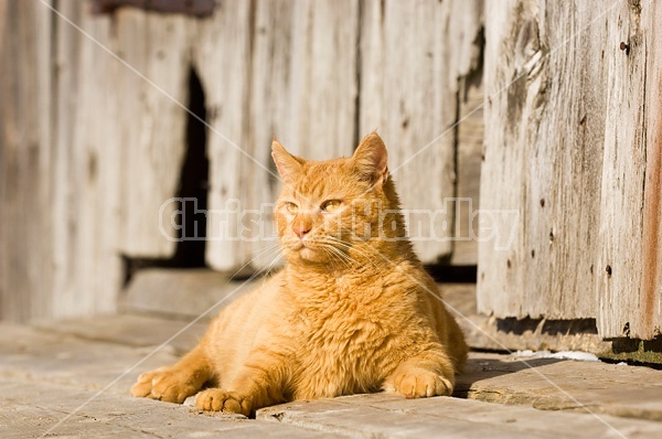 Orange cat laying in front of barn