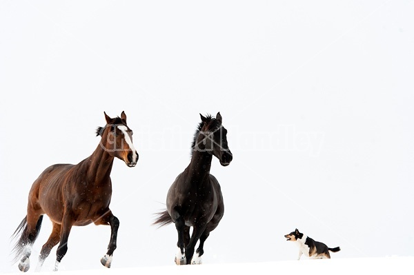 Horses galloping in deep snow