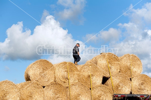 Farmer loading tractor trailer with round bales of straw and getting them strapped down for transport