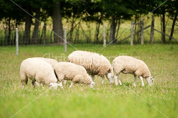 Sheep on summer pasture.