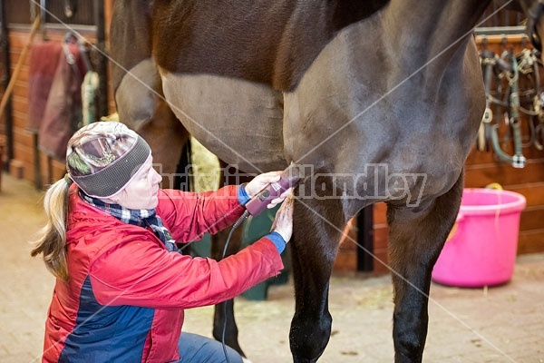 Woman clipping horse