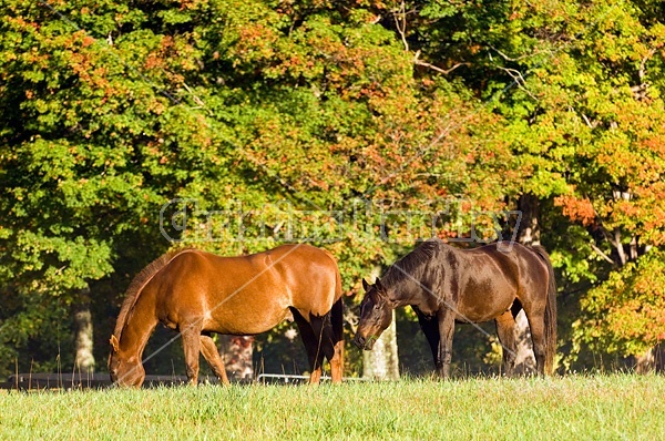 Two horses grazing on autumn pasture