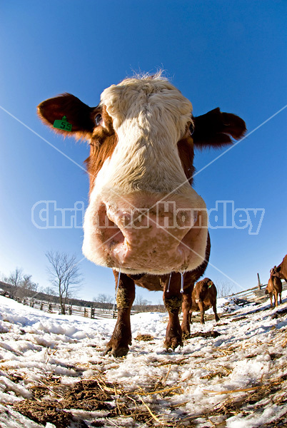 Looking up at beef cows standing in the snow