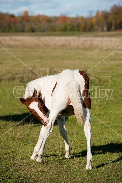 Young paint foal scratching his back leg.