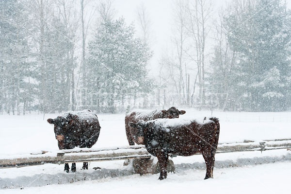 Beef Cows by Trough