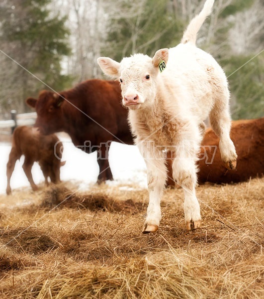 Young Charolais Beef Calf