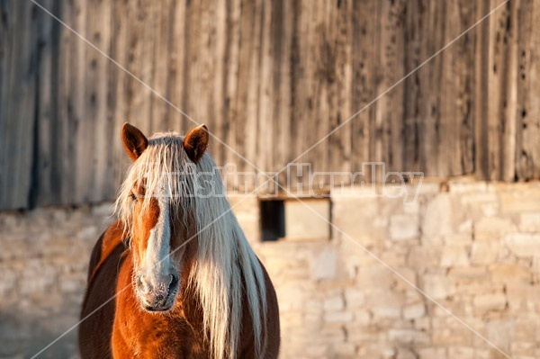 Belgian Horse