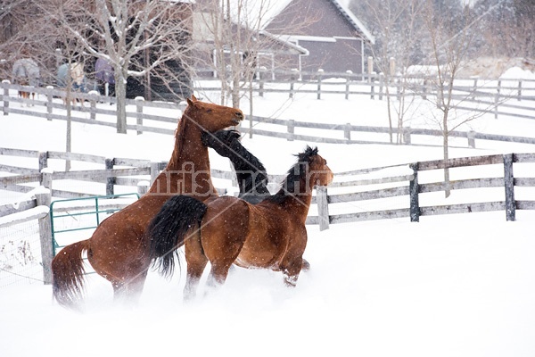 Three horses in deep snow