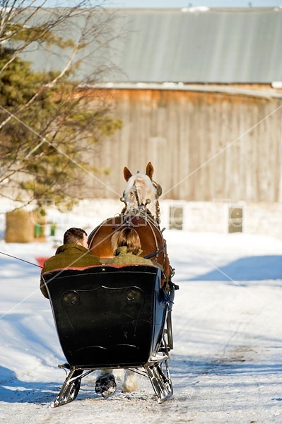 Single Horse Sleigh Ride