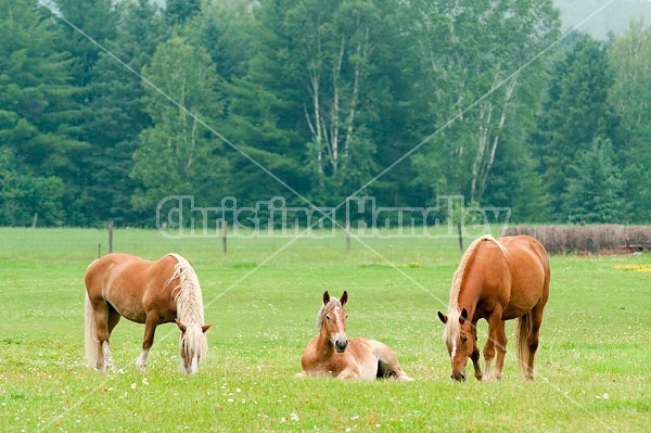 Belgian horses in pasture field