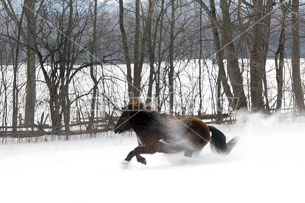 Dark bay Icelandic horse running through deep snow