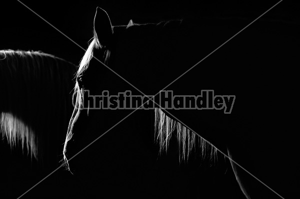 Photo of a Belgian draft horse being lit by barn window