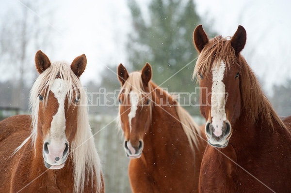 Three Belgian draft horses looking at camera