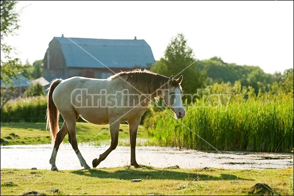 Rocky Mountain Horse