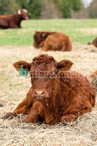 Beef Calf