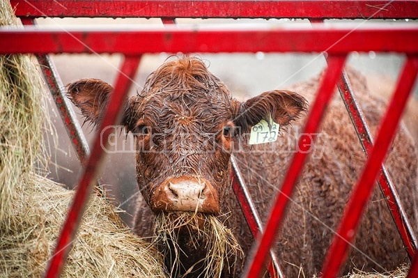 Beef Cow in the Rain at Feeder