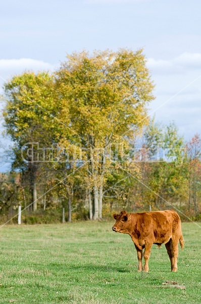 Portrait of a young red crossbred beef calf standing in a field. 