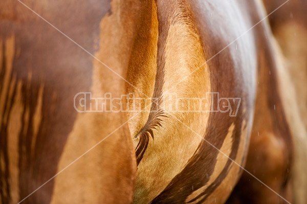 Equiscape of a horse