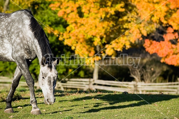 Dapple gray horse on autumn pasture