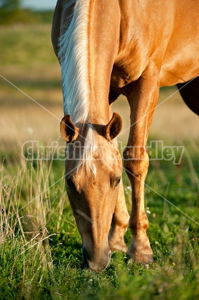 Palomino Quarter Horse