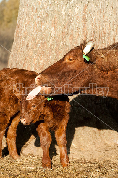 Beef cow and calf