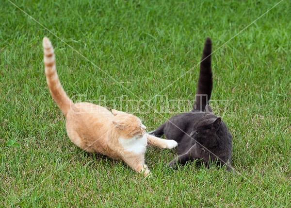 Two cats playing outside in the grass