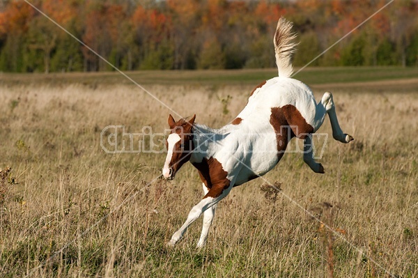 Young paint foal running through field.