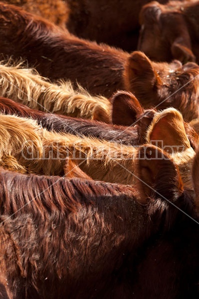 Closeup of beef cows