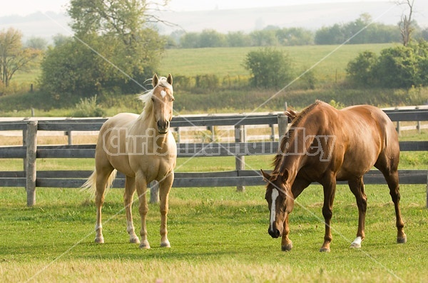 Two Quarter horses in paddock