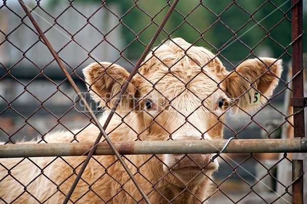 Charolais Steer