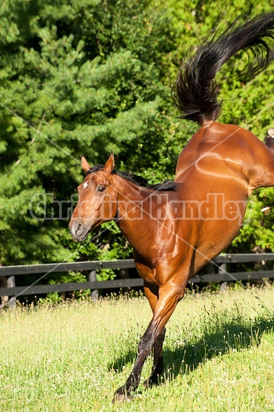 Bay horse bucking and playing in paddock